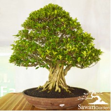 Kimeng (Ficus microcarpha)